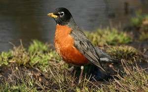 Robin