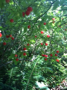 huckleberries