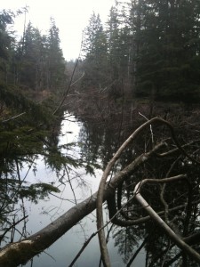 View from across the pond
